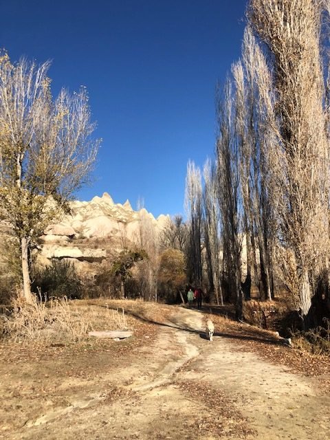árvores e paisagem montanhosa