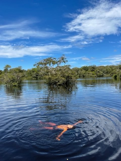 hotel de selva no Amazonas