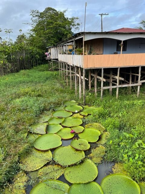 hotéis na Floresta Amazônica