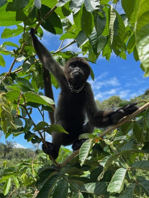 hotéis na Floresta Amazônica