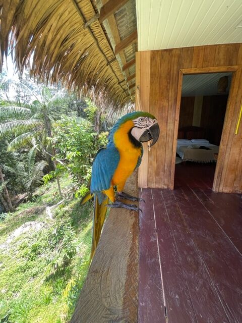 hotéis na Floresta Amazônica