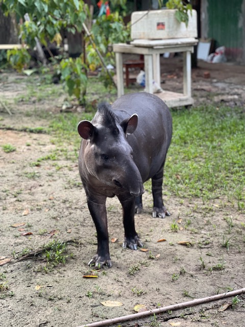 hotéis na Floresta Amazônica