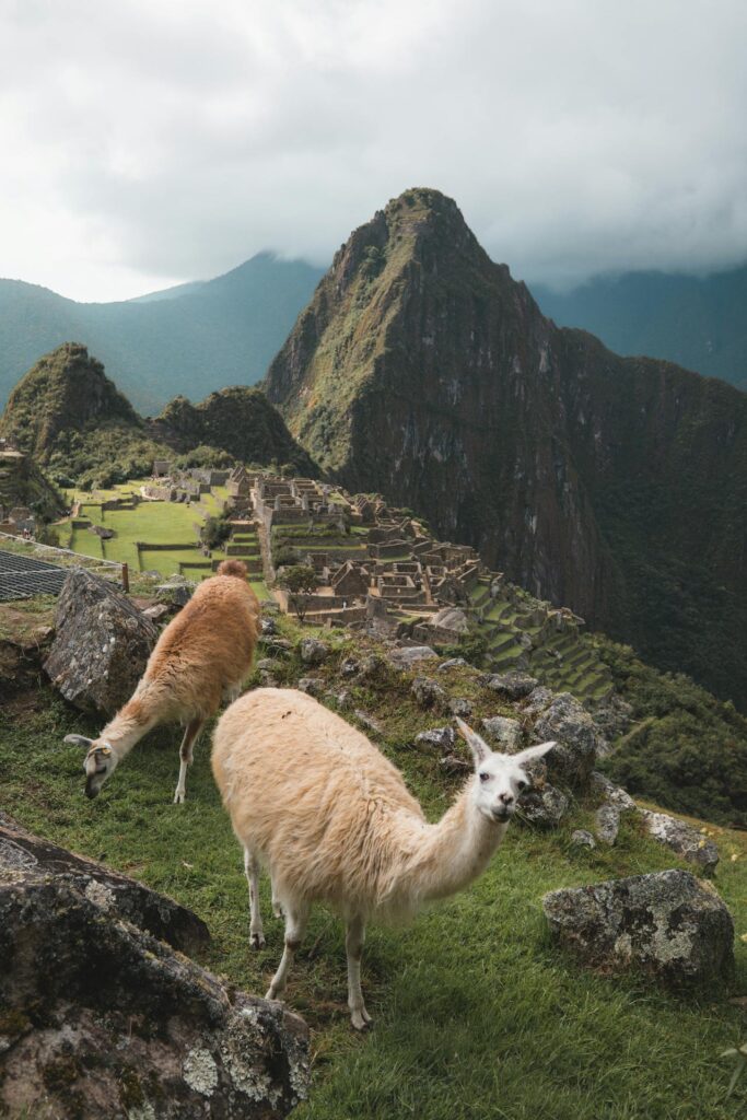 Lhamas em Machu Picchu