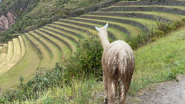 lhama no Vale Sagrado dos Incas, Peru.