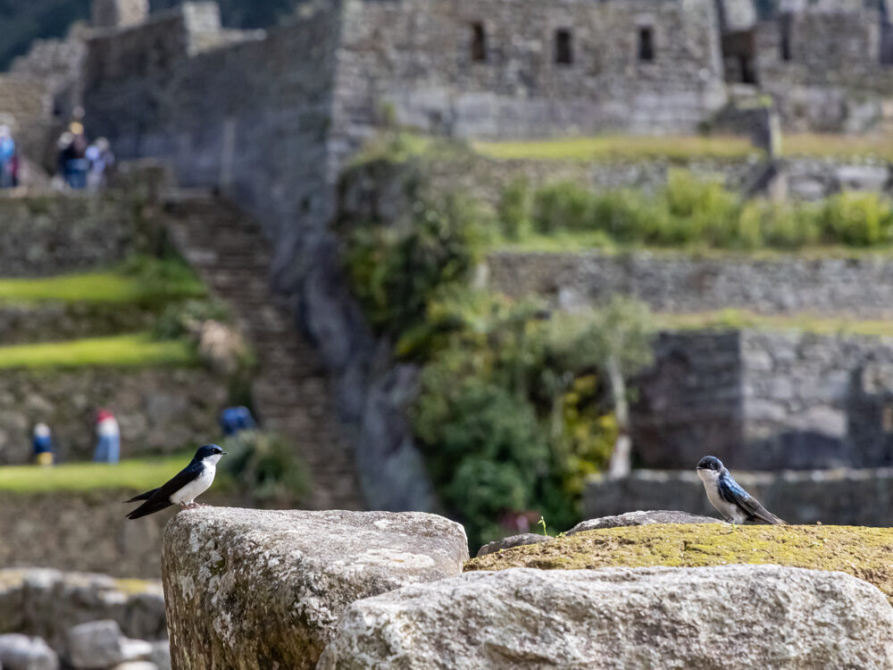 Animais em Machu Picchu